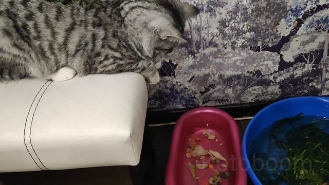 Кошка Ириска и Аквариумные рыбки смотреть онлайн