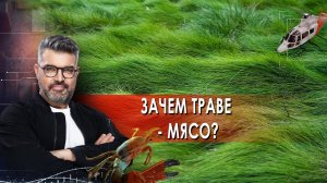 Зачем траве - мясо? | Знаете ли вы, что? (05.10.2021).