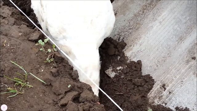 Золотой петушок и курочки смотреть онлайн