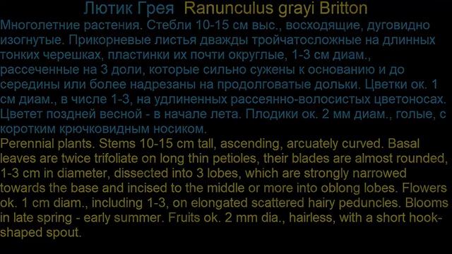 #Лютик #Лядвинец Garden #flowers145 Декоративные растения смотреть онлайн