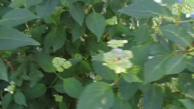 How To Grow And Care For Hydrangea's/ Bluebird Lacecape/ Mountain Hydrangea. смотреть онлайн