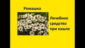 Растения в домашней аптечке №3 (Окружающий мир 2 класс Перспектива)