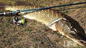 Как ловить щуку после схода льда? Жор щуки перед нерестом!