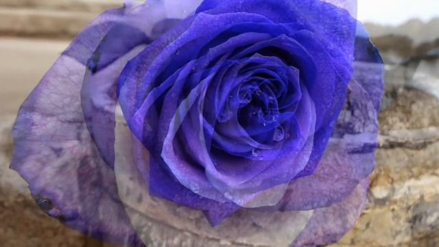 Unique Roses смотреть онлайн