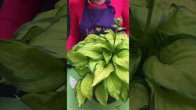 LYP Green Tip Stained Glass Hosta смотреть онлайн