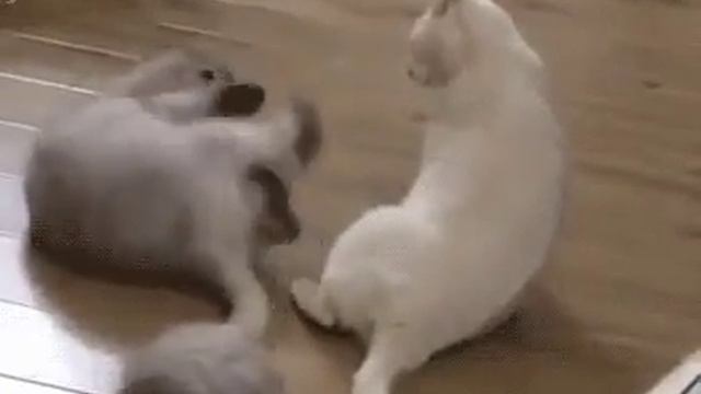 Не люблю туфли на плоской подошве...где мои каблуки? смотреть онлайн