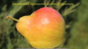 Груша Татьяна