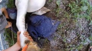 Повал коровы итальянским способом и расчистка копыт.