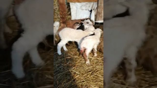 Маленькие ягнята,им нету и дня а уже ходят) смотреть онлайн