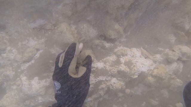 March 2022 Quest Scuba Tector Pro 4 gold rings in two days смотреть онлайн