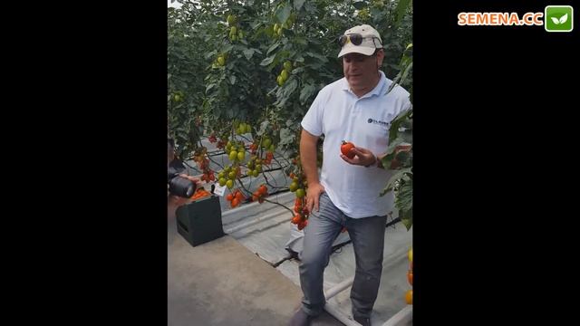 Супермаркет семян сюжет из Польши (испытательные теплицы Clause) томат колибри смотреть онлайн