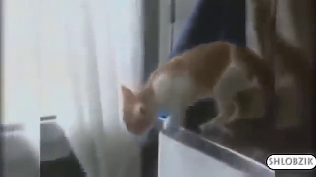 Коты снова чудят. Смешная подборка. смотреть онлайн