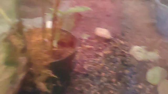 I went to Toronto zoo смотреть онлайн