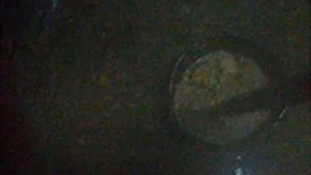 как и чем кормлю своих вьетнамцев