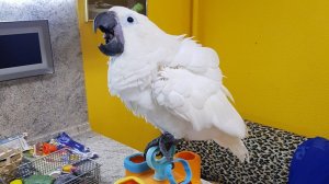 Новая игрушка у Симошки-Соломошки!)  Попугай Ара, Гиацинтовый Ара, Какаду, попугай играет, питомцы