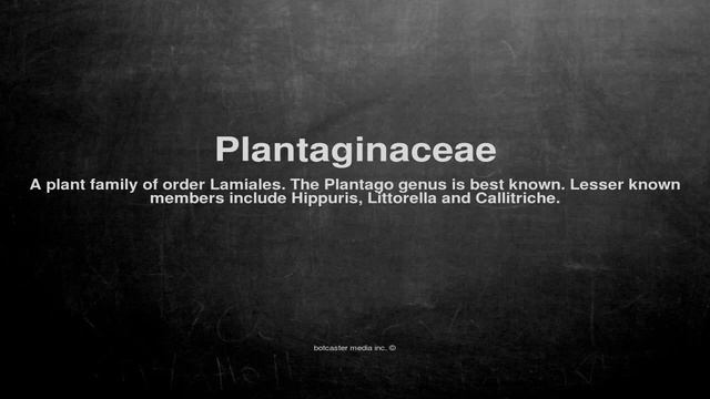 Medical vocabulary: What does Plantaginaceae mean смотреть онлайн