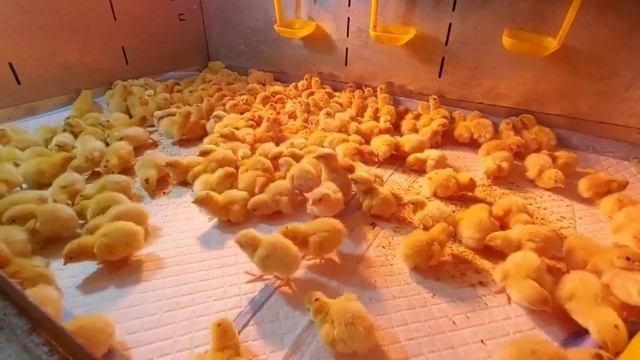 Перепела Белый ГИГАНТ от Лары из Тюмени. Отзыв. смотреть онлайн