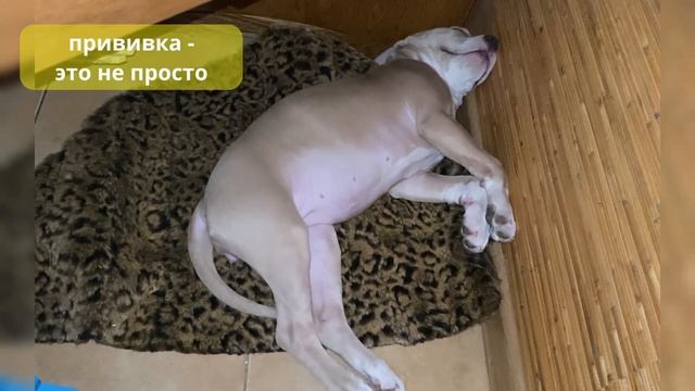 Джесси - крепкий сон после вакцинации / Jessie - sound sleep after vaccination смотреть онлайн