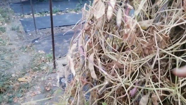 ☝?ЧЕРНАЯ ФАСОЛЬ. КАК ВЫРАСТИТЬ ПОЗДНЕСПЕЛЫЙ СОРТ.ПОЛЕЗНЫЕ СВОЙСТВА ЧЕРНОЙ ФАСОЛИ смотреть онлайн