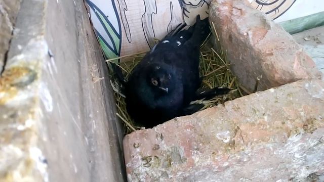Супер птицы. Разных пород. смотреть онлайн