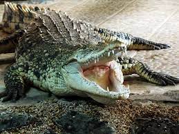 Ленинградский зоопарк. Часть #2 — Экзотариум и аквариум