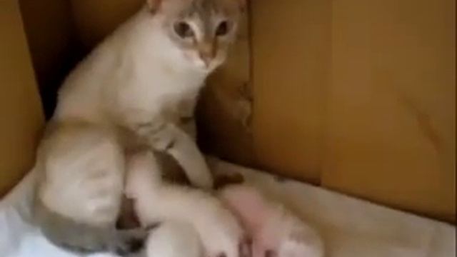 Животные которые нетолько умеют понимать своего хозяина, но и говорить... смотреть онлайн