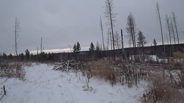 ВЫРУБИЛИ ВЕСЬ ЛЕС!!! ЗАГОТОВКА ДРОВ!!! смотреть онлайн