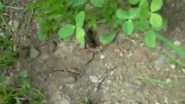 Жуки навозники борются за шарик.mp4 смотреть онлайн