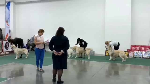 Что такое выставка собак? Зачем собаки участвуют в выставках? смотреть онлайн