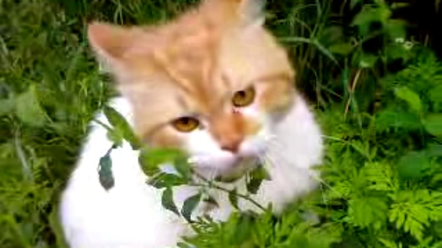 Не дразните кошек... ***...))) смотреть онлайн