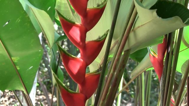 Lobster-claw Heliconia. Геликония (392sp) смотреть онлайн