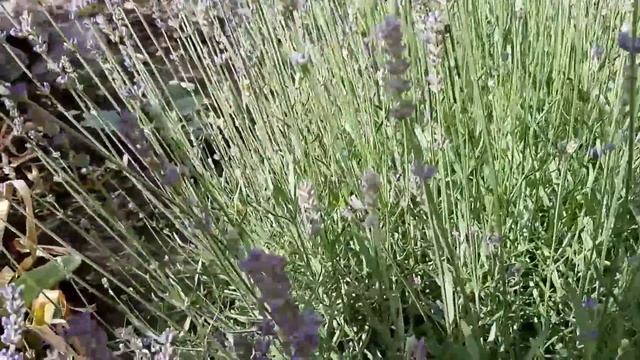 Уход за лавандой летом смотреть онлайн