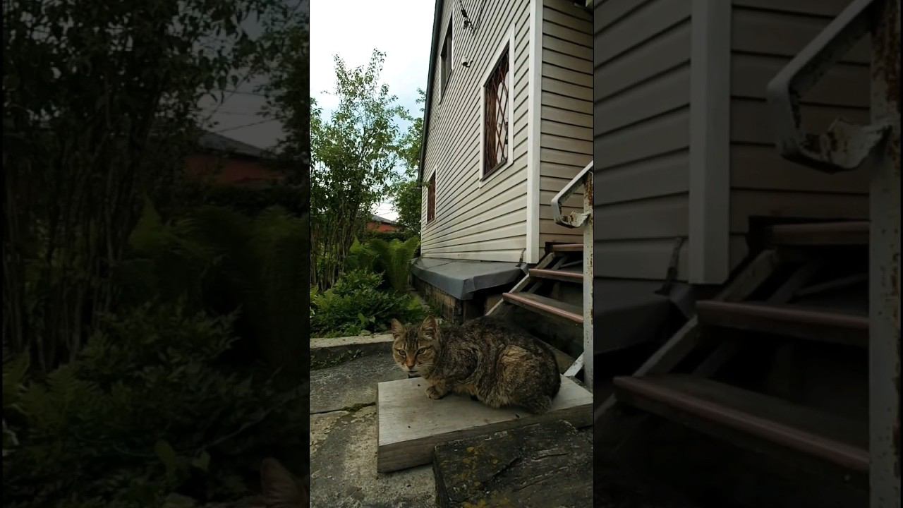 Наше кошачье подворье  #cat #кошка #дача #straycats #бродячийкот