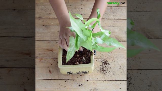 Miniature Garden - How To Create DIY Bundle of Joy | nurserylive смотреть онлайн