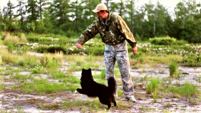 Ненецкая лайка Оленегонка смотреть онлайн