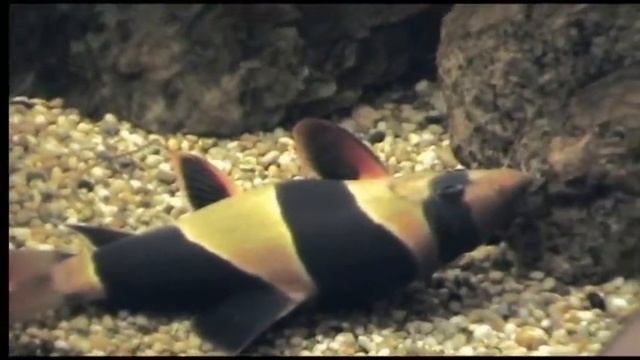 Lazy Clown Loaches playing dead... смотреть онлайн
