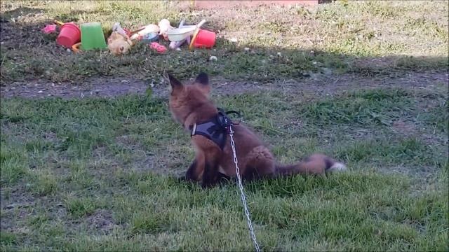 Выходные с Лисой на даче смотреть онлайн