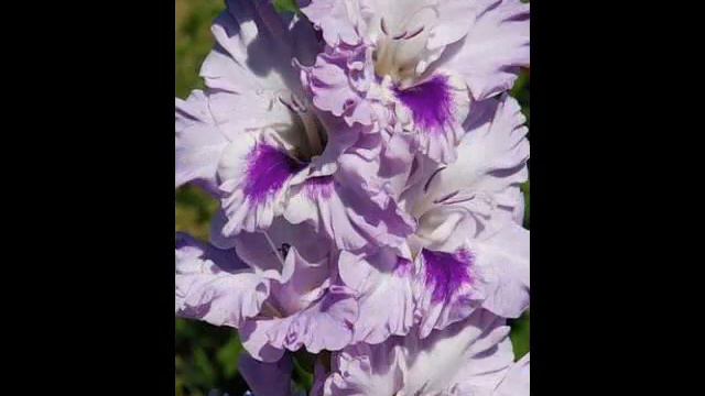 ВОЛШЕБНЫЙ МИР НИНЫ МИРОШНИЧКЕНКО (Гладиолусы) смотреть онлайн