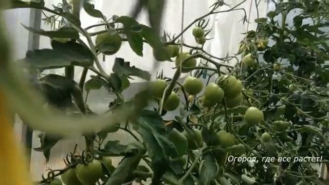 Важные советы для урожайных томатов.mp4 смотреть онлайн