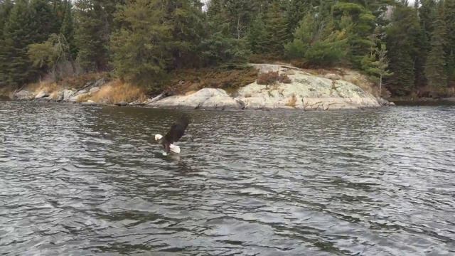 Eagle on Lake of the Woods смотреть онлайн