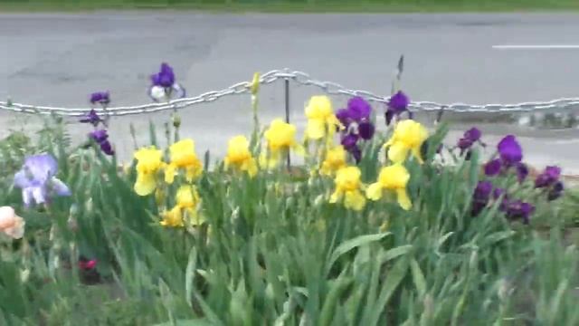 Vlog: Отучаю от груди/ Вышли на прогулку/ Посадили помидоры смотреть онлайн