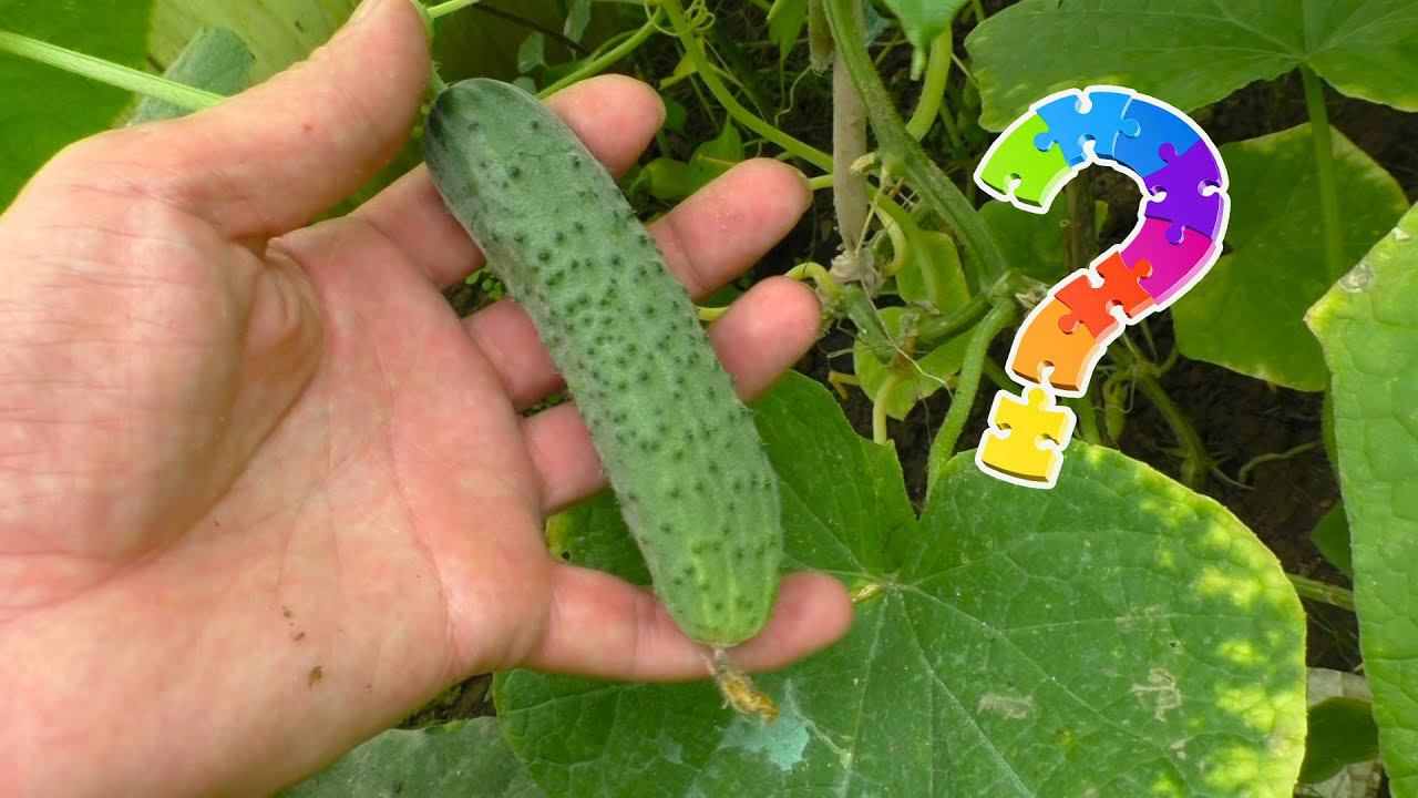 Как срывать огурцы Правильно? смотреть онлайн