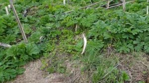 Уничтожение борщевика. Работа гербицида