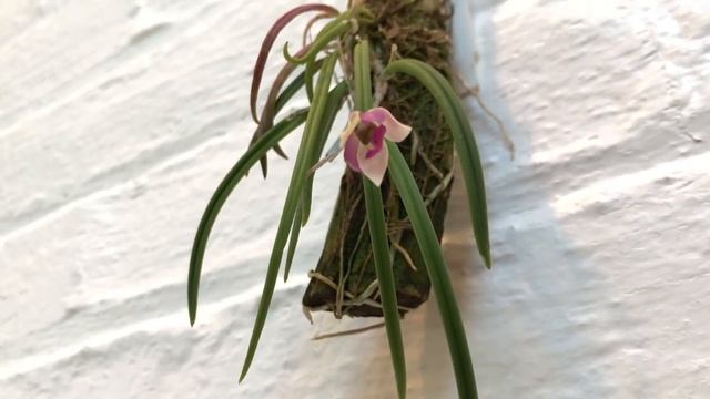 Erica's Leptotes Orchids - Bicolor & Pohlitinocoi