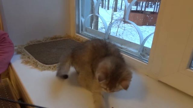 Кот Amadey Melody SunRay Британский котенок окраса золотой тикированный BRI ny 25 смотреть онлайн