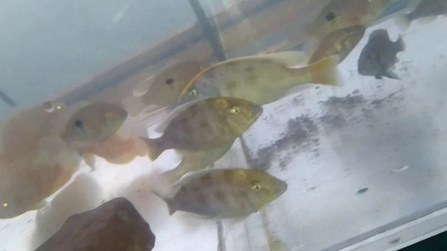 Сделал покрывные стёкла. смотреть онлайн