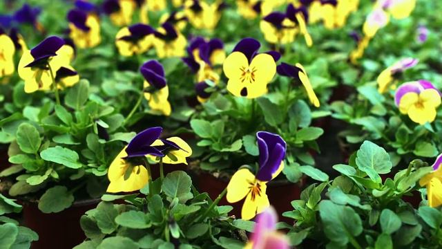 Sorbet & Sorbet XP Viola смотреть онлайн