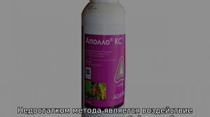 Паутинный клещ на яблоне