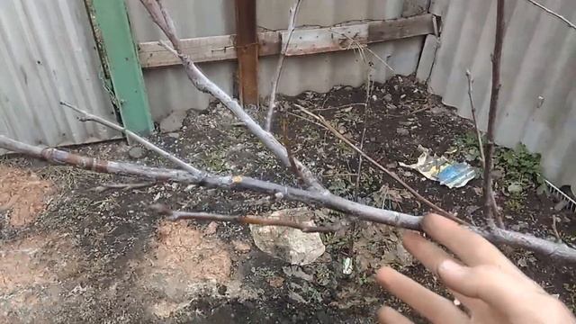 ПРАВИЛЬНАЯ ПРИВИВКА СЛИВЫ