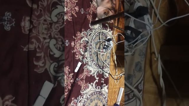 Как научить кошку стоять на задних лапах. Часть 1: Введение. смотреть онлайн